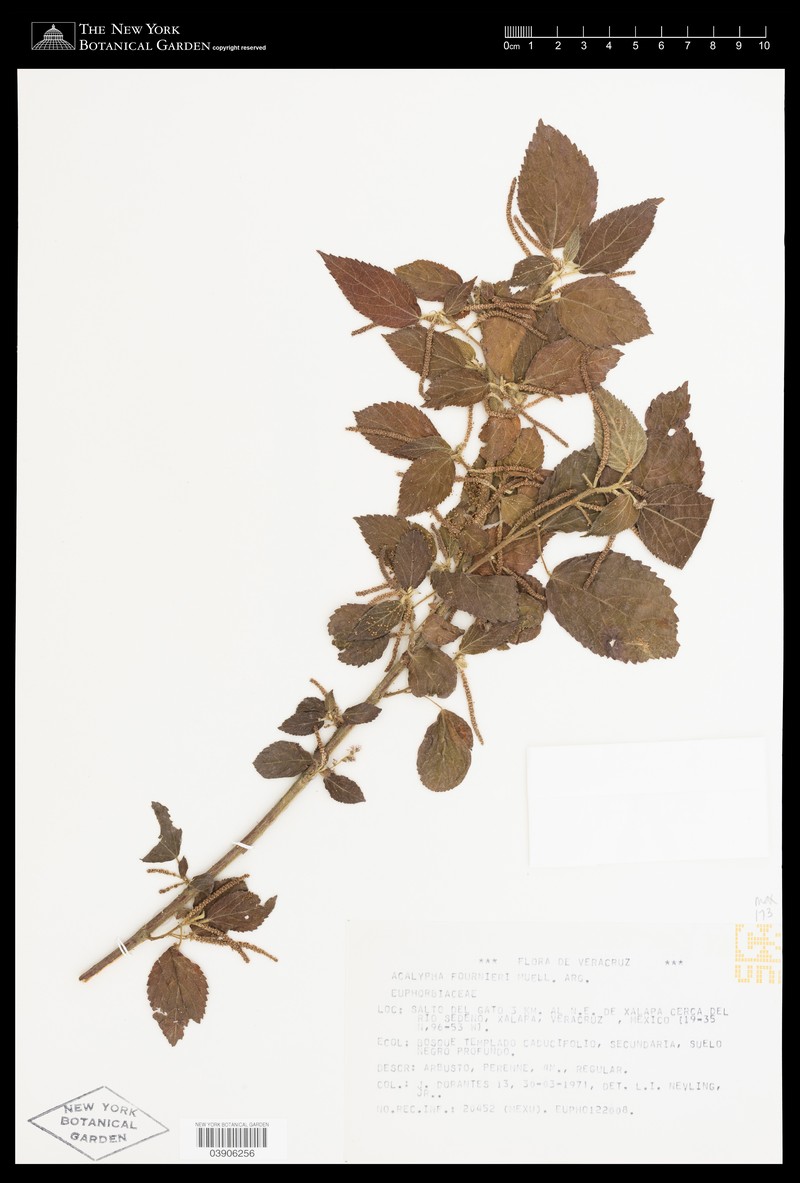 Acalypha fournieri