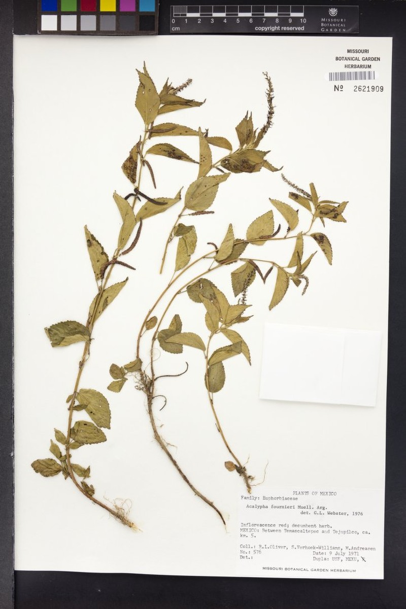 Acalypha fournieri photo 2