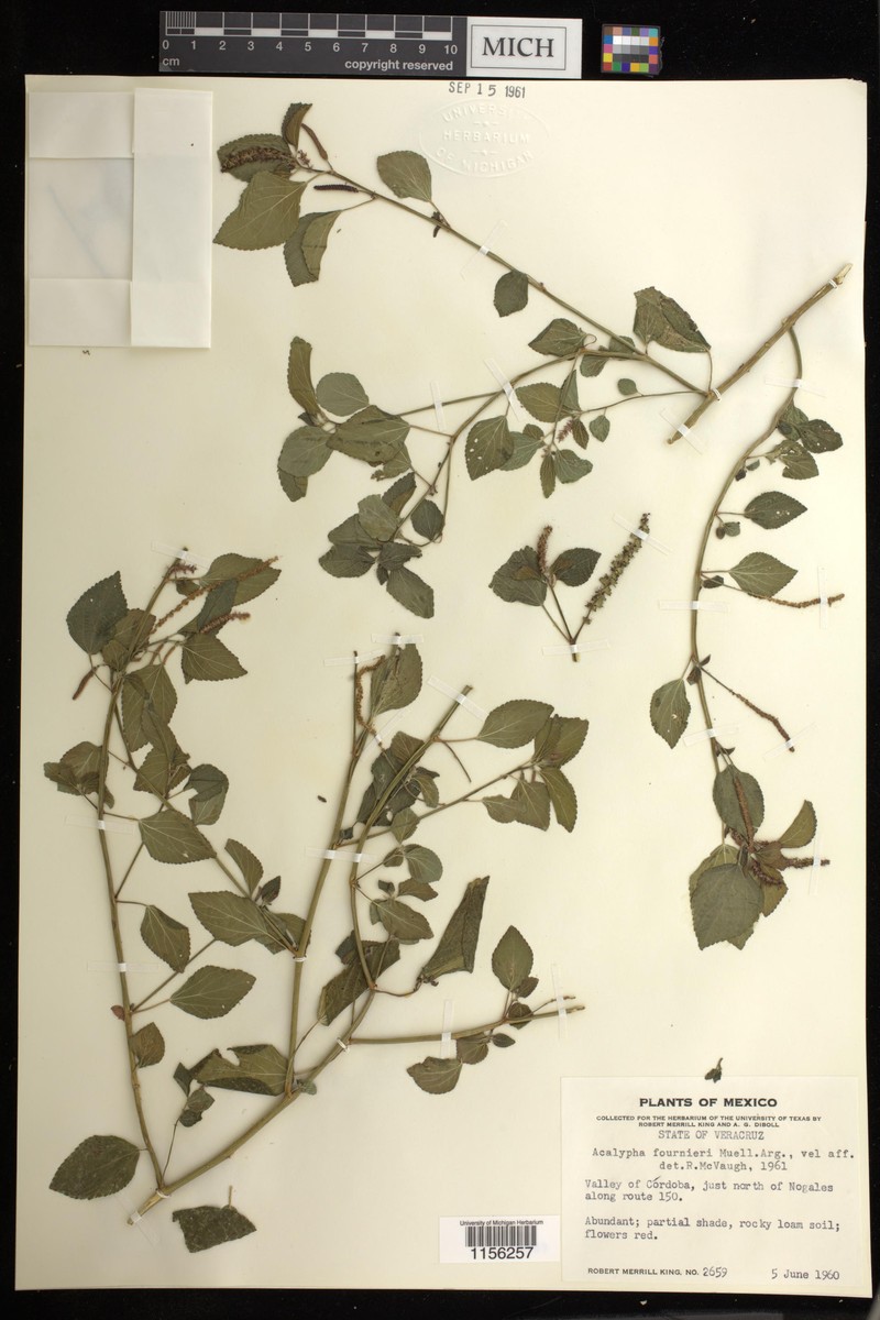 Acalypha fournieri photo 3