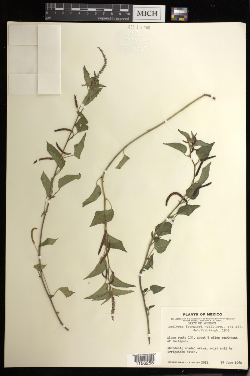 Acalypha fournieri photo 4