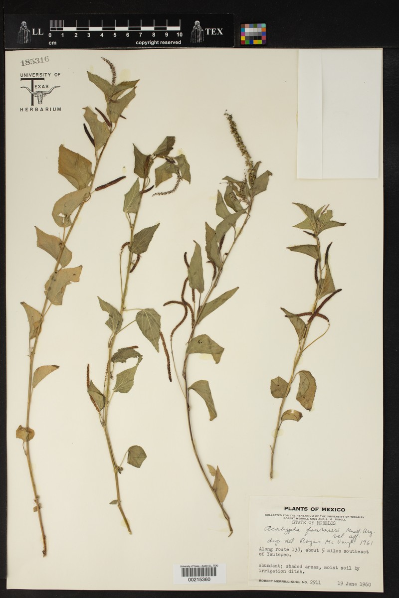 Acalypha fournieri photo 5