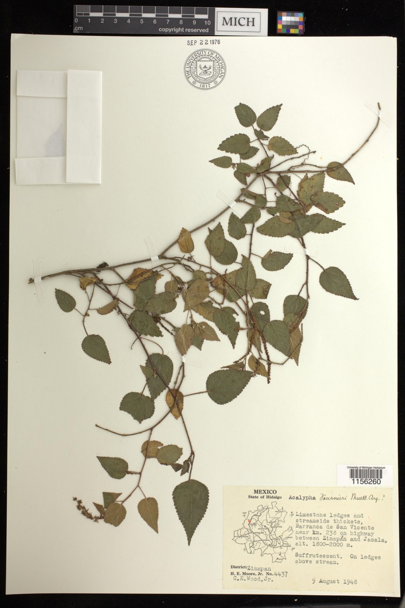 Acalypha fournieri photo 6