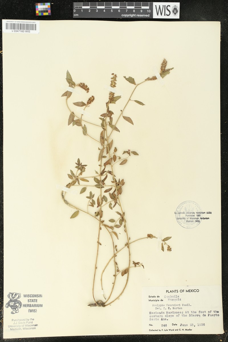 Acalypha fournieri photo 7