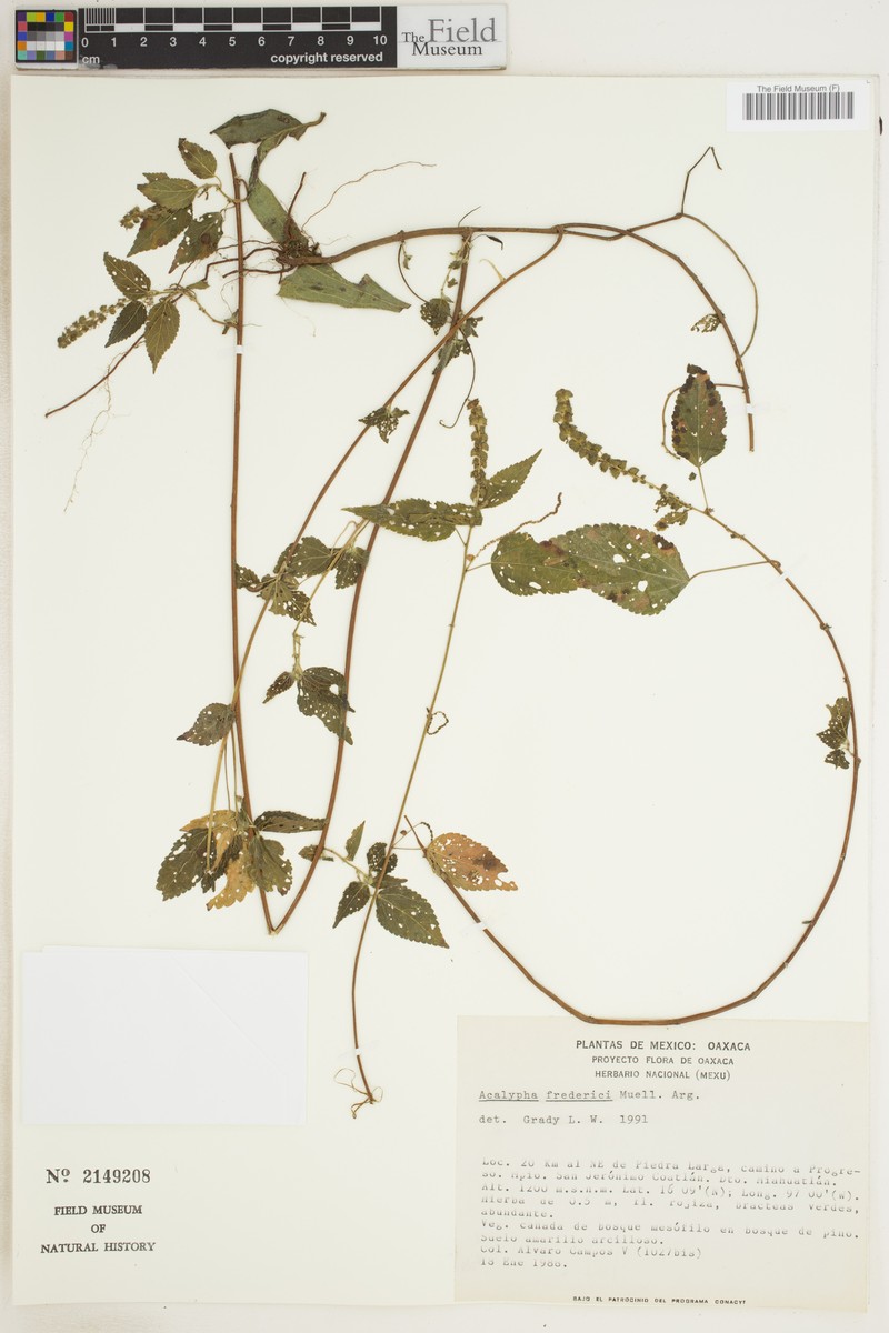 Acalypha fredericii