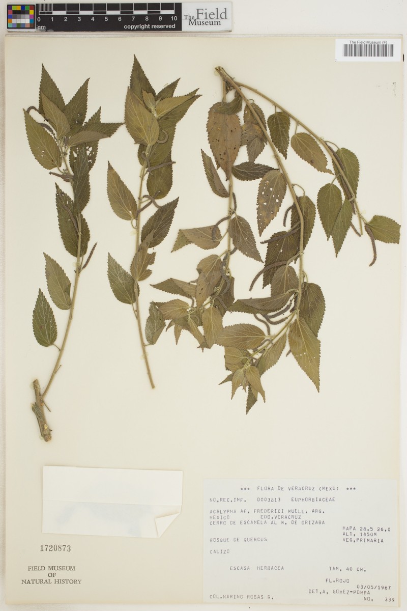 Acalypha fredericii photo 2