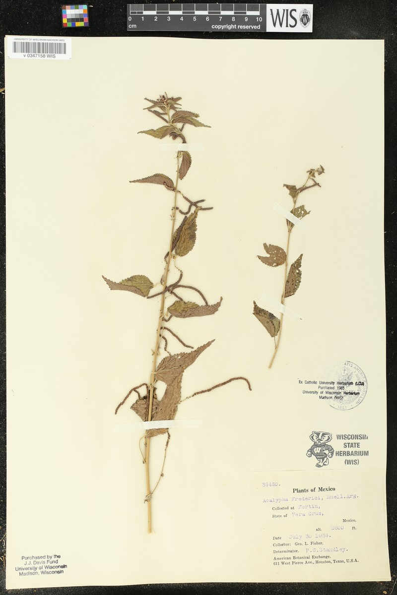 Acalypha fredericii photo 3