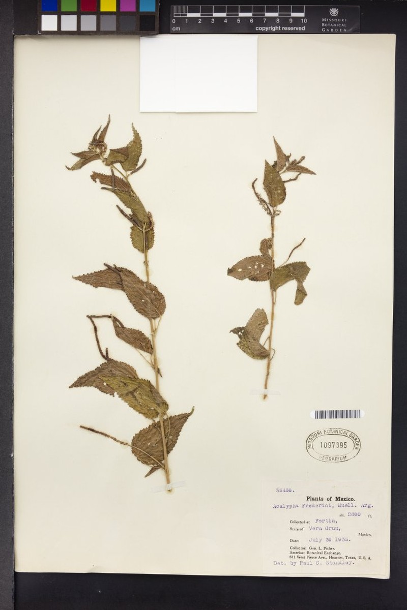 Acalypha fredericii photo 4
