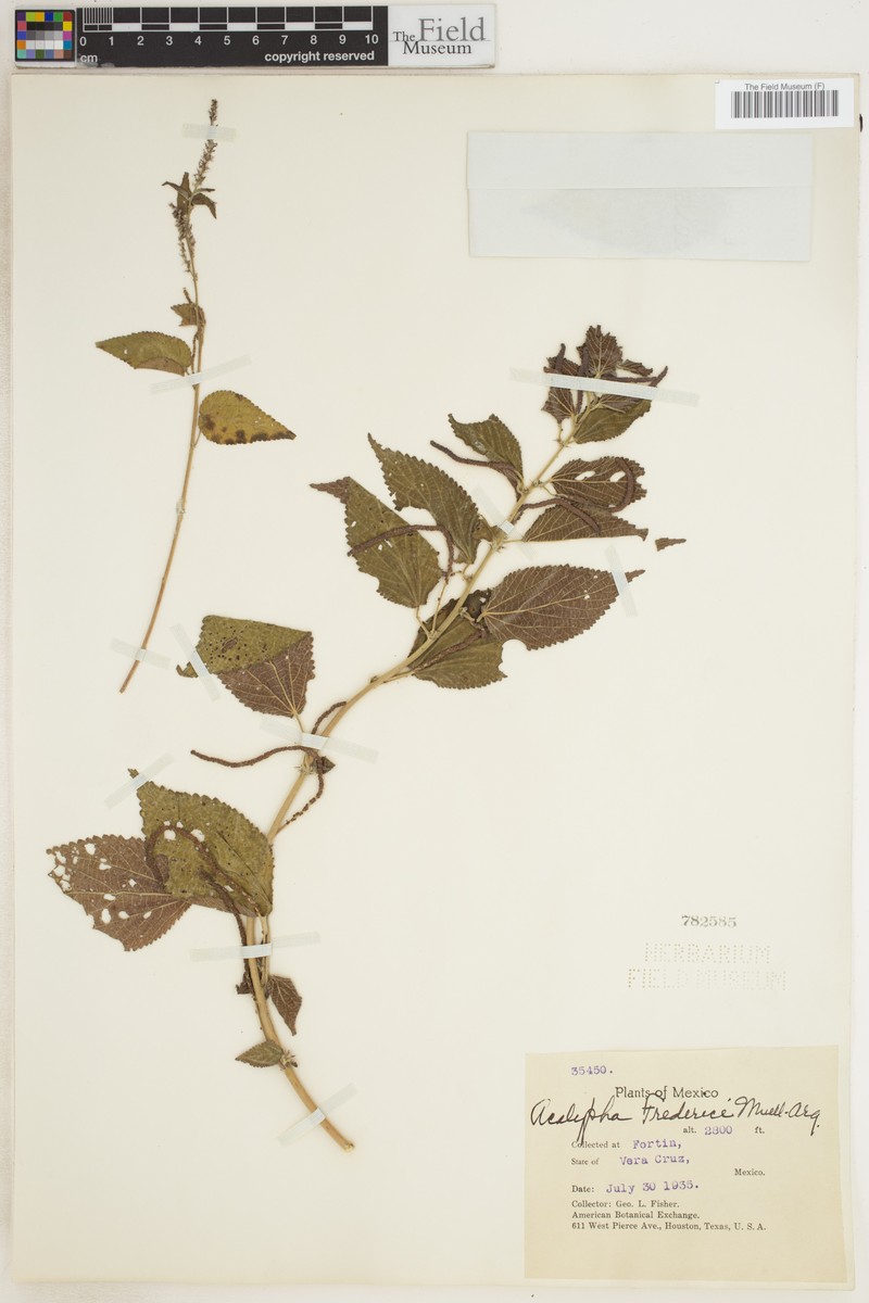 Acalypha fredericii photo 5