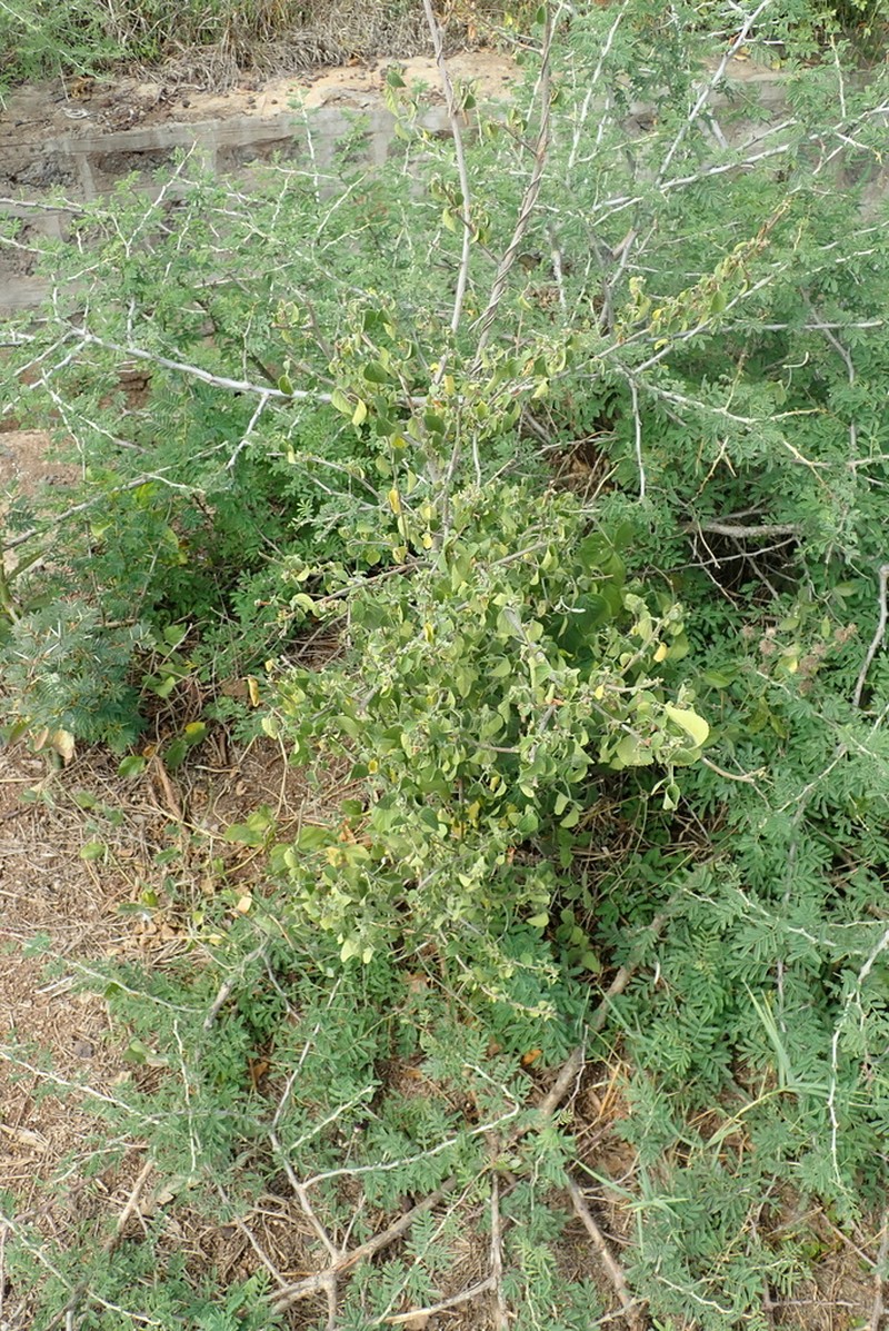 Acalypha fruticosa photo 2