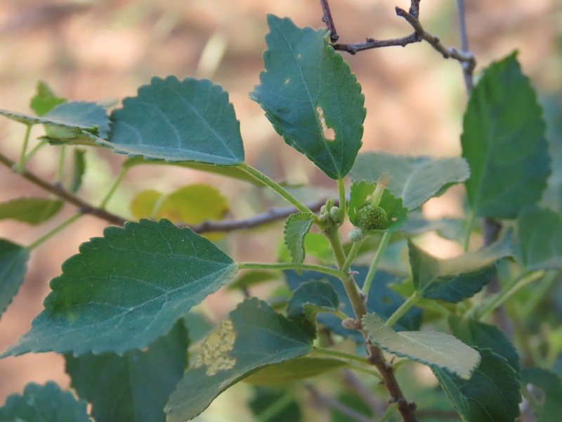 Acalypha fruticosa photo 3