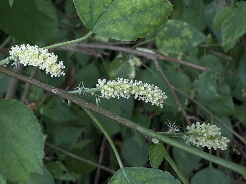 Acalypha fruticosa photo 4