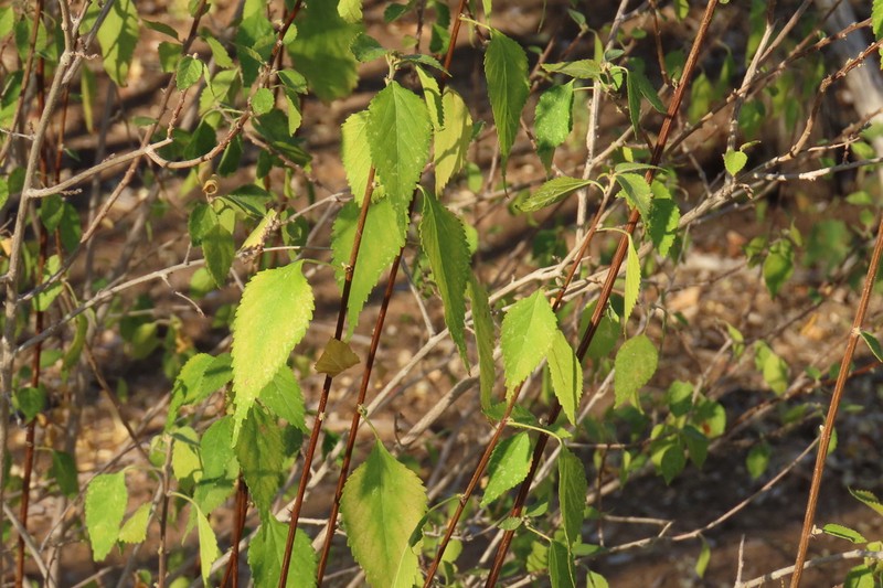 Acalypha fruticosa photo 5