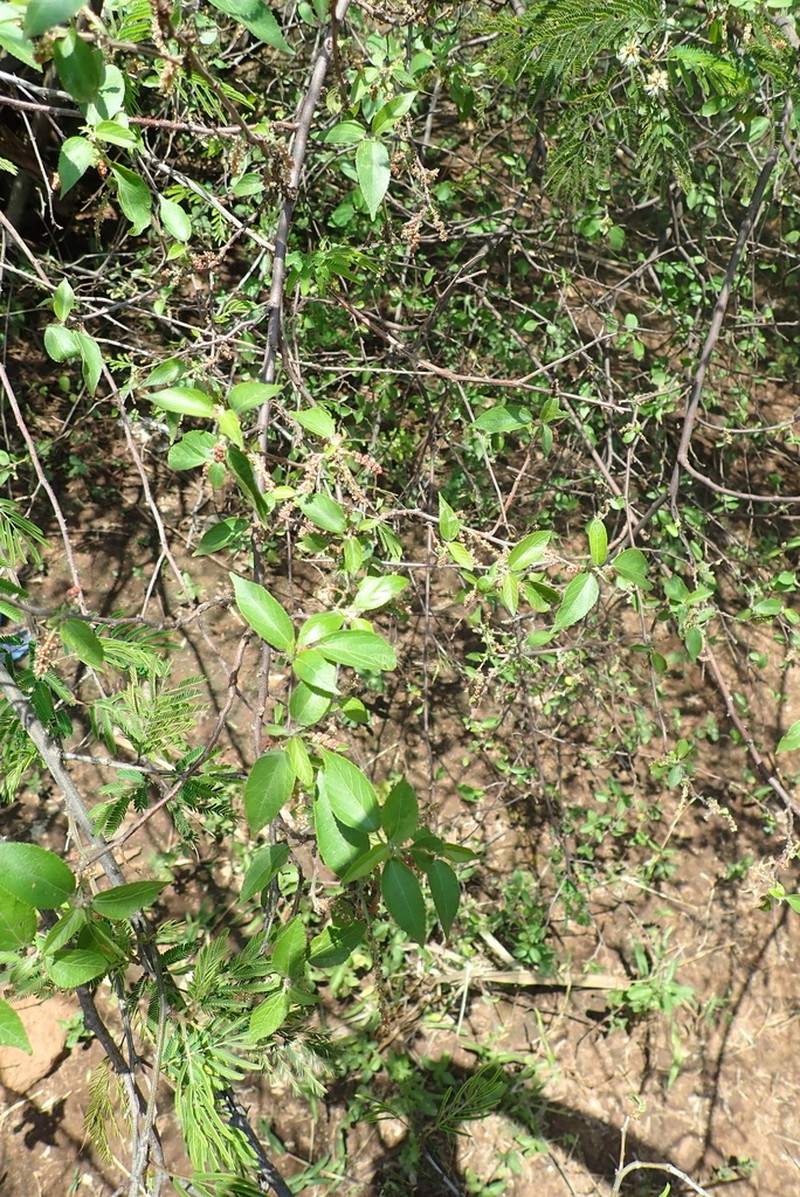 Acalypha fruticosa photo 6