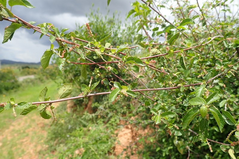 Acalypha fruticosa photo 7
