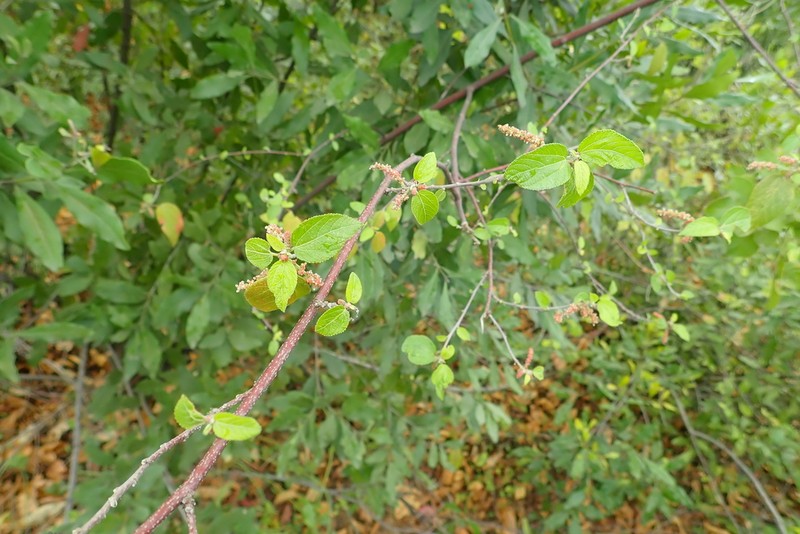 Acalypha fruticosa photo 8