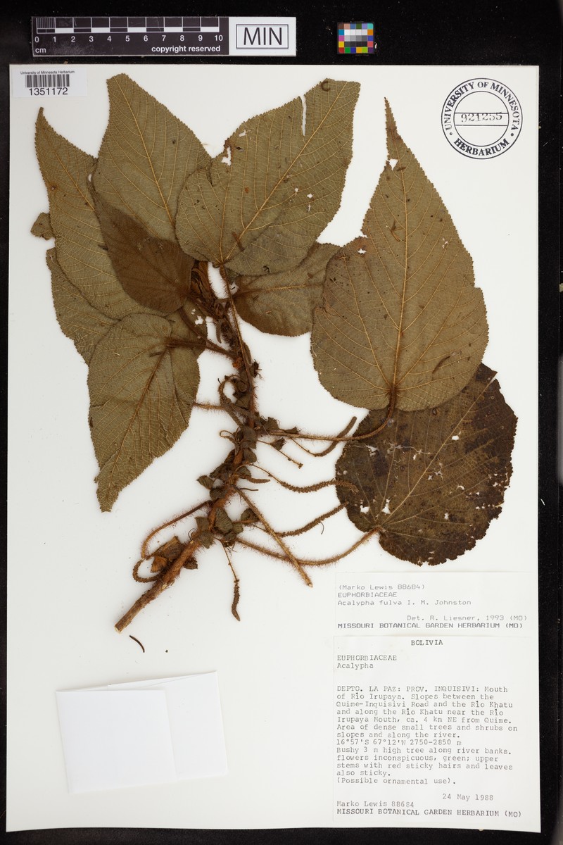 Acalypha fulva