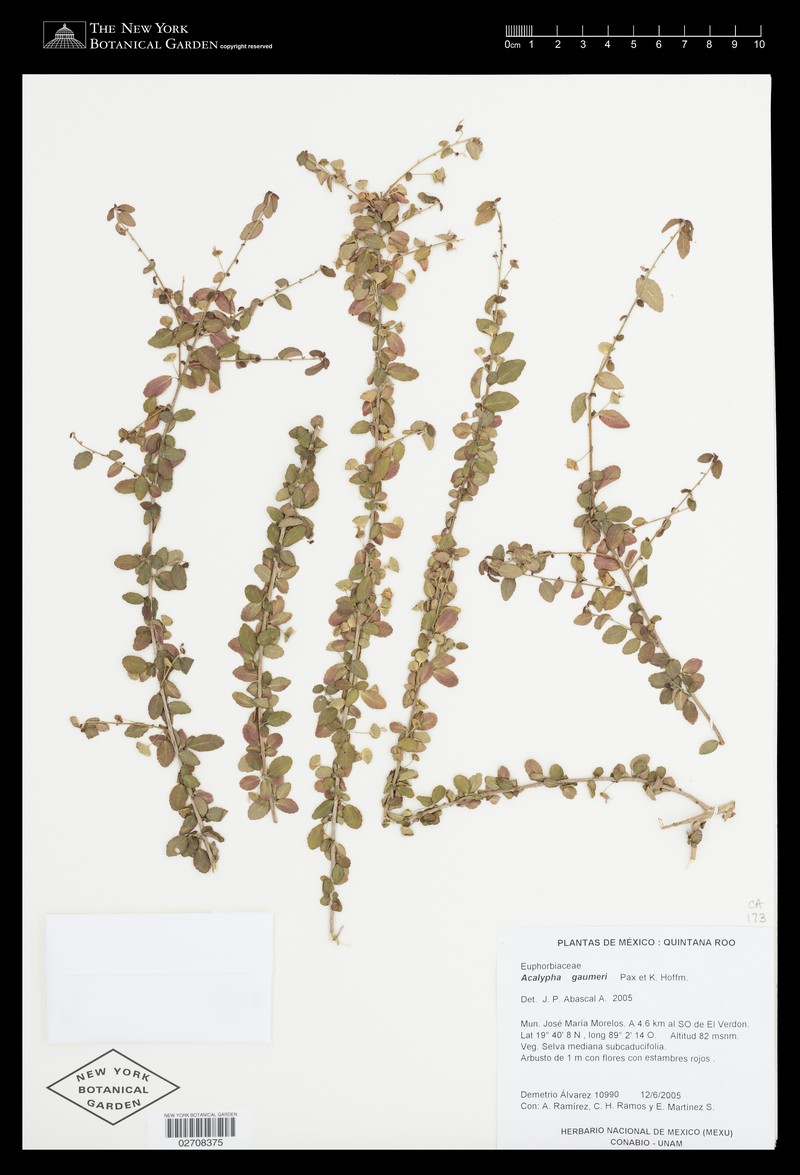 Acalypha gaumeri