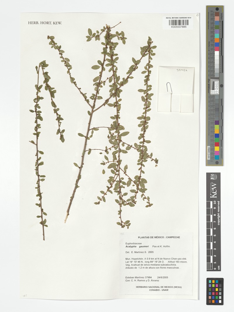 Acalypha gaumeri photo 4