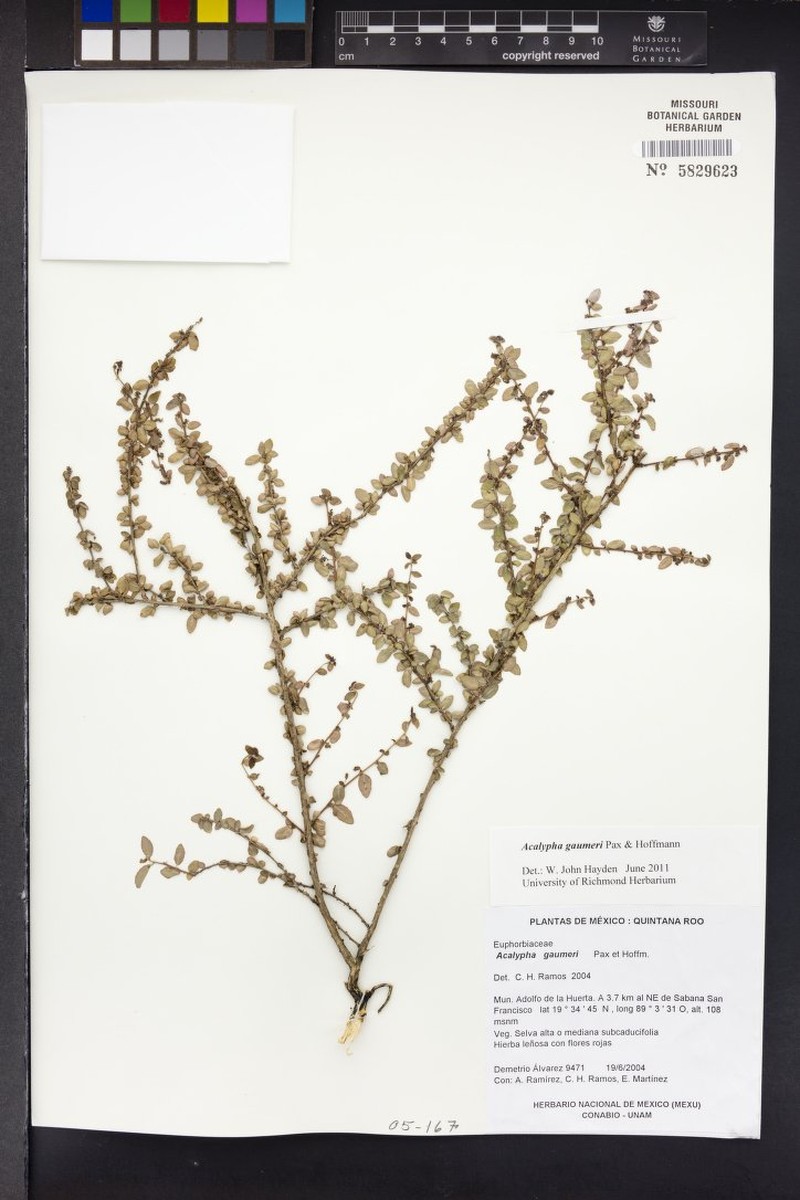 Acalypha gaumeri photo 5