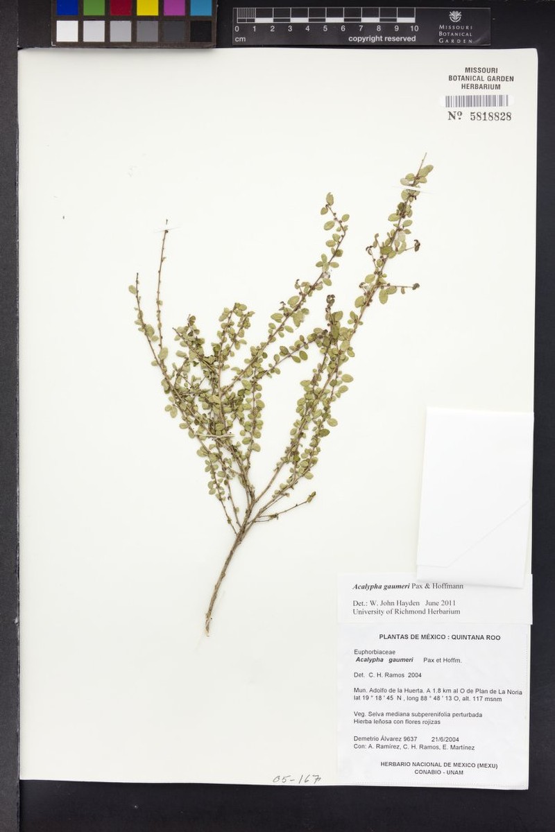 Acalypha gaumeri photo 6