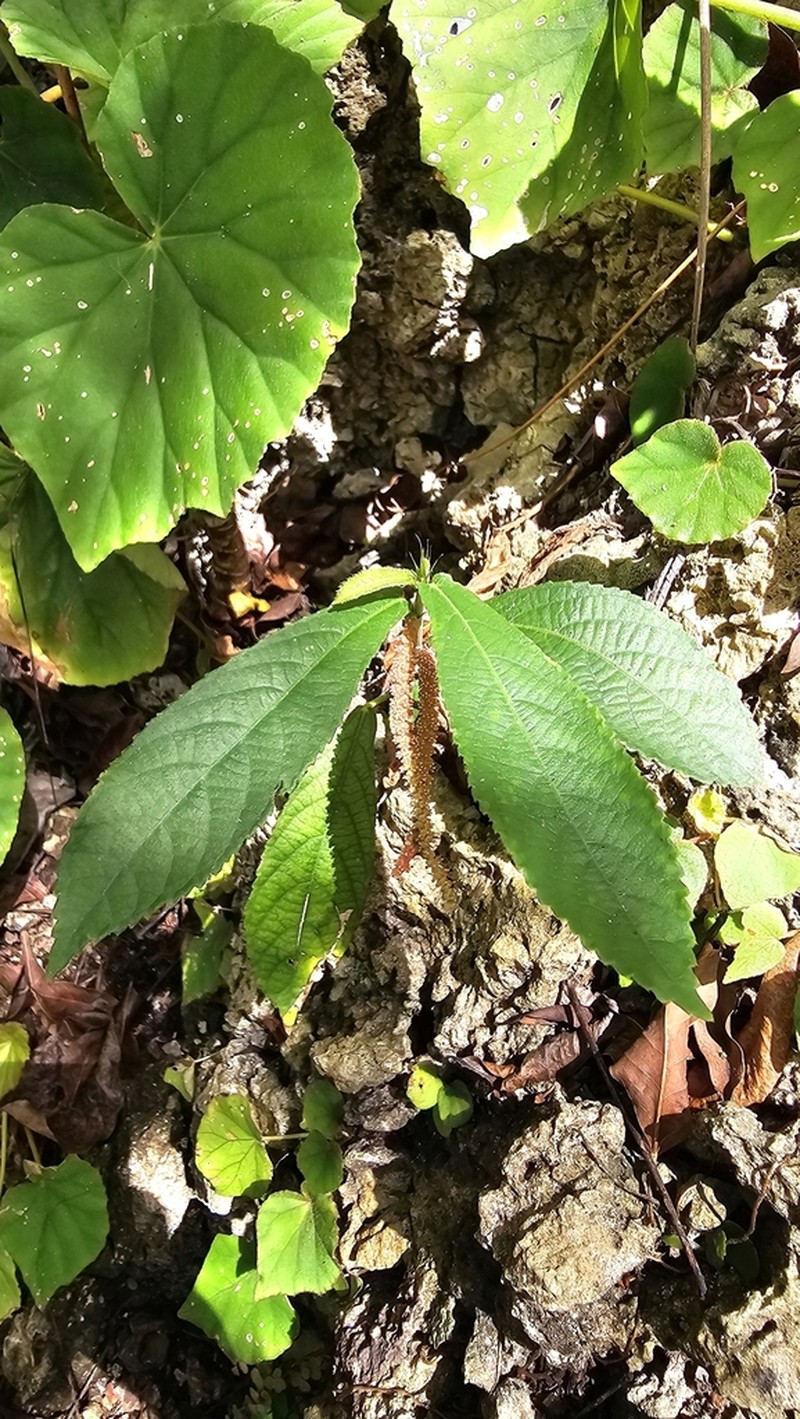 Acalypha gentlei photo 2