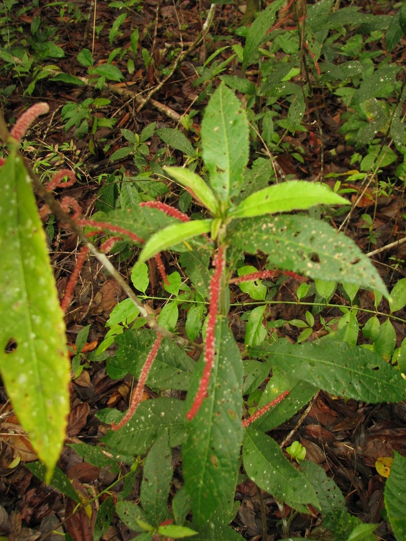 Acalypha gentlei photo 3