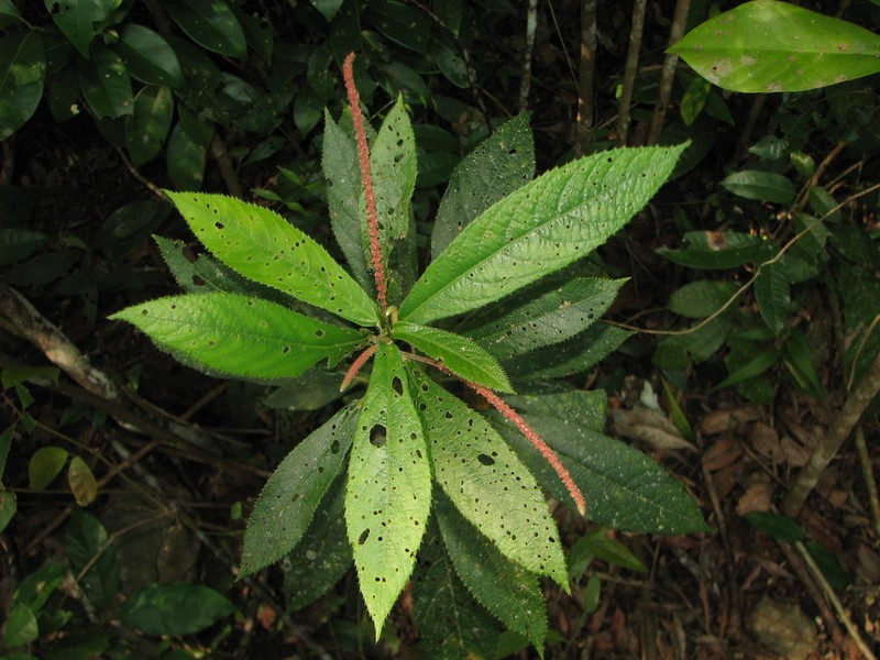 Acalypha gentlei photo 6
