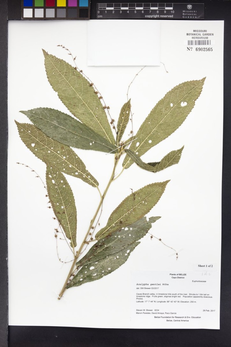 Acalypha gentlei photo 7