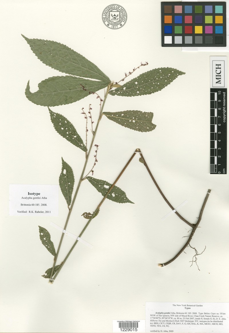 Acalypha gentlei photo 8