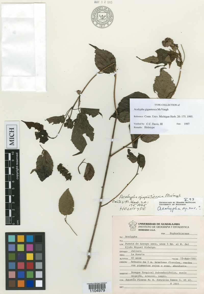 Acalypha gigantesca