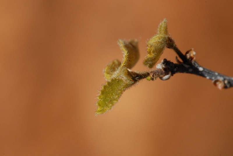 Acalypha gillespieae