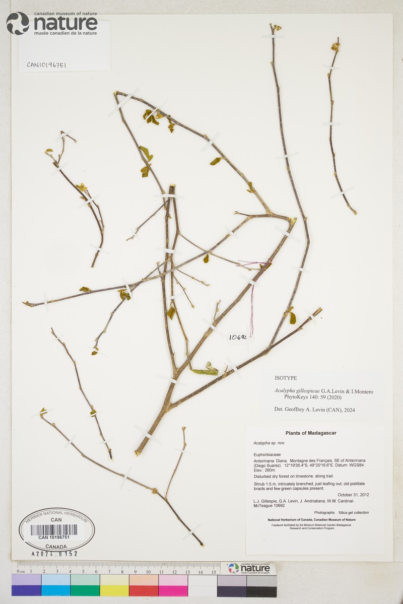 Acalypha gillespieae photo 2
