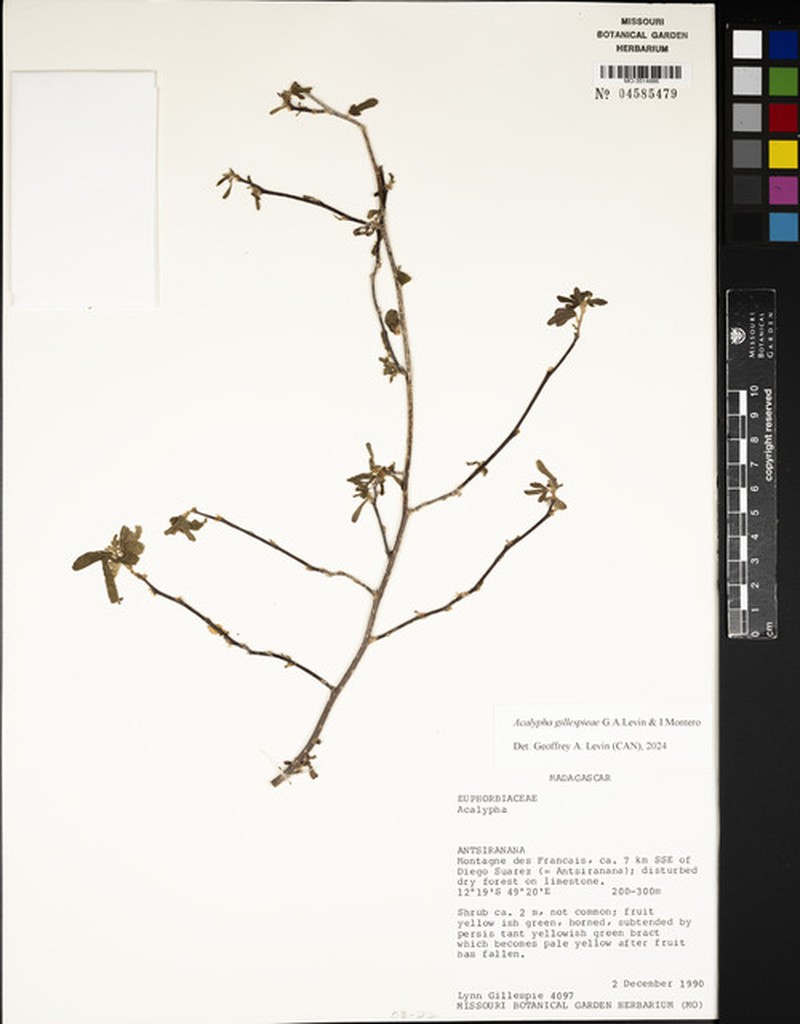 Acalypha gillespieae photo 3