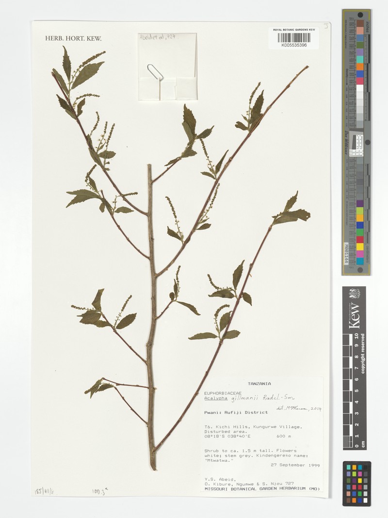 Acalypha gillmanii photo 2