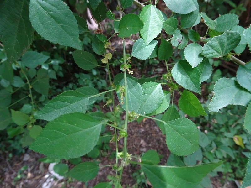 Acalypha glabrata