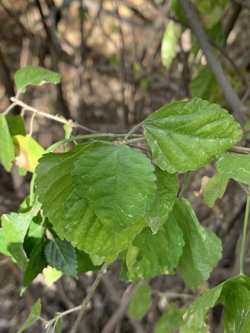 Acalypha glabrata photo 2