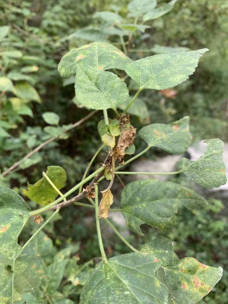Acalypha glabrata photo 3