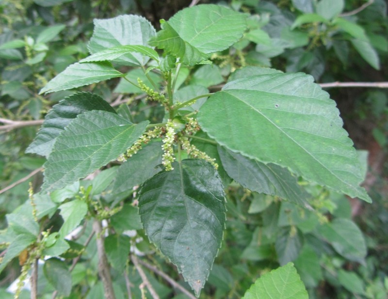 Acalypha glabrata photo 4