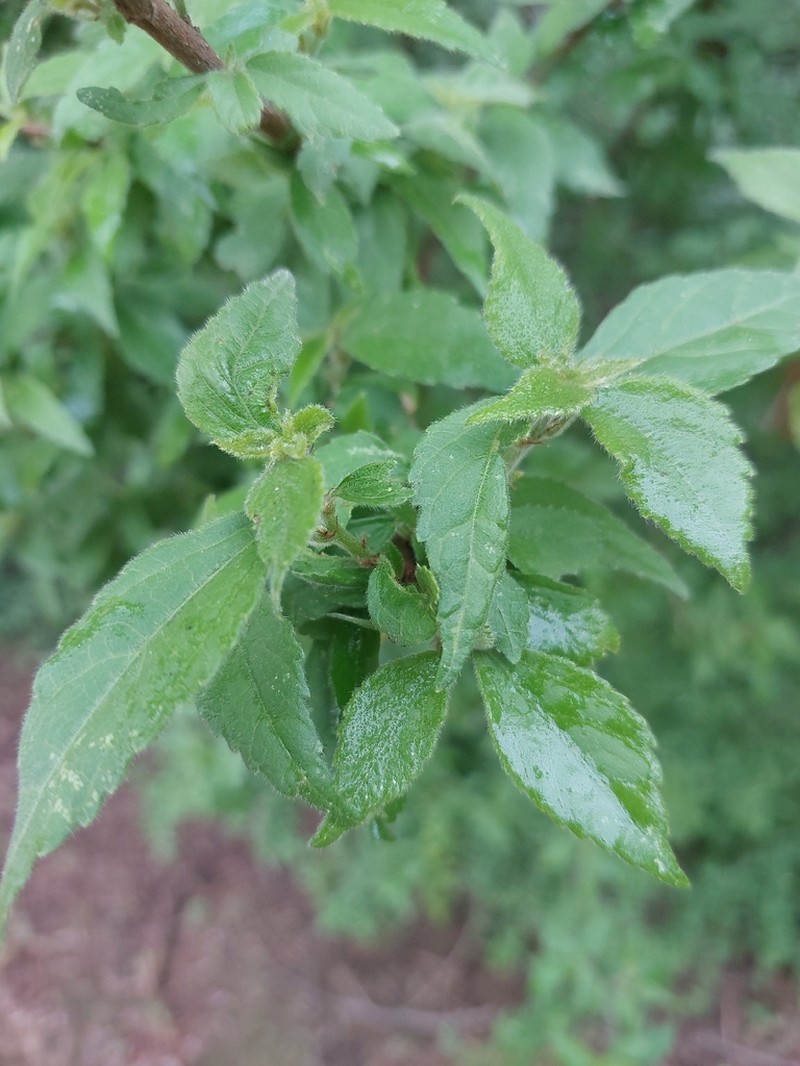 Acalypha glabrata photo 5
