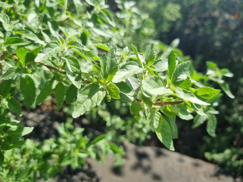 Acalypha glabrata photo 6
