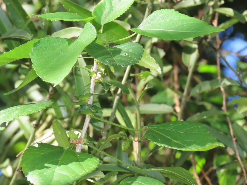Acalypha glabrata photo 7
