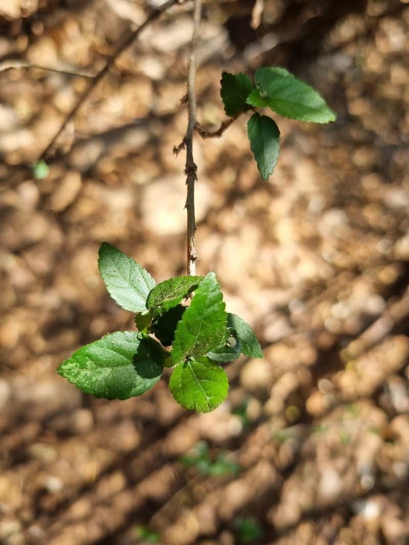 Acalypha glabrata photo 8