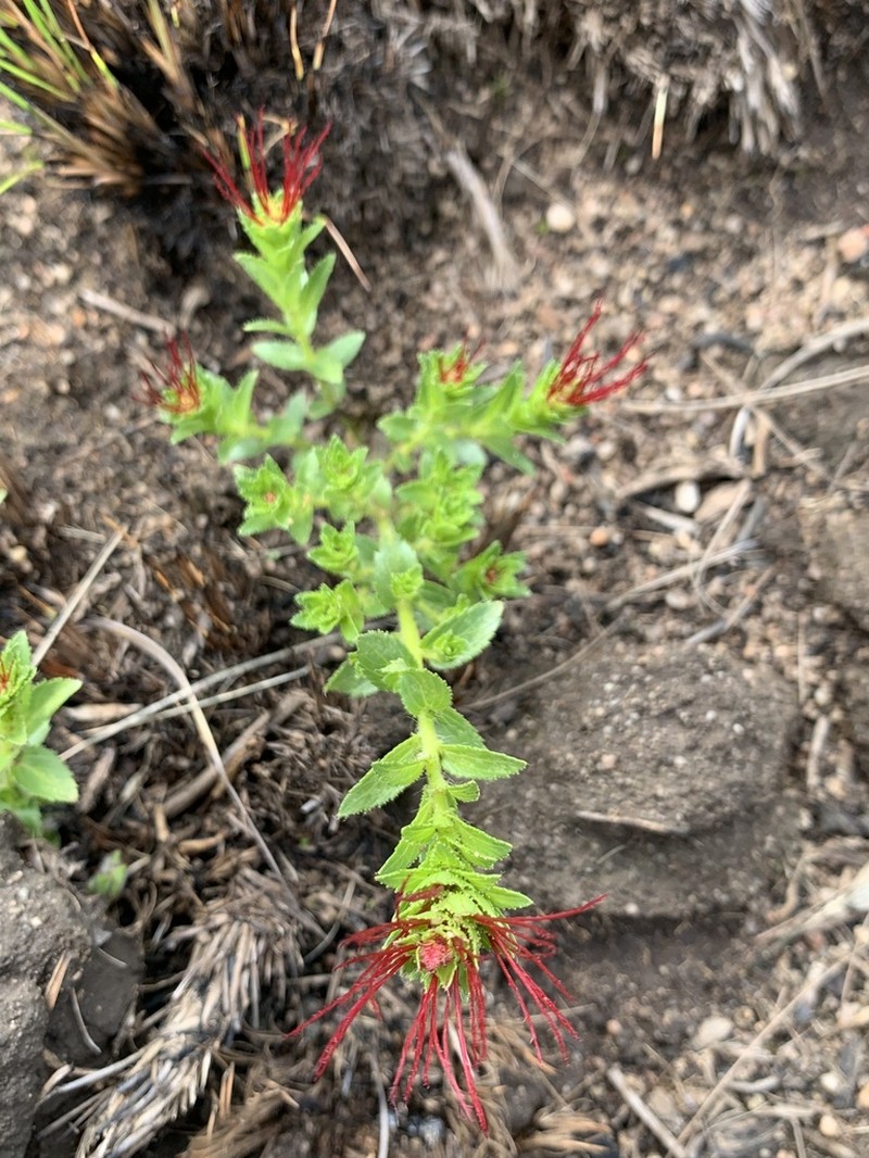 Acalypha glandulifolia