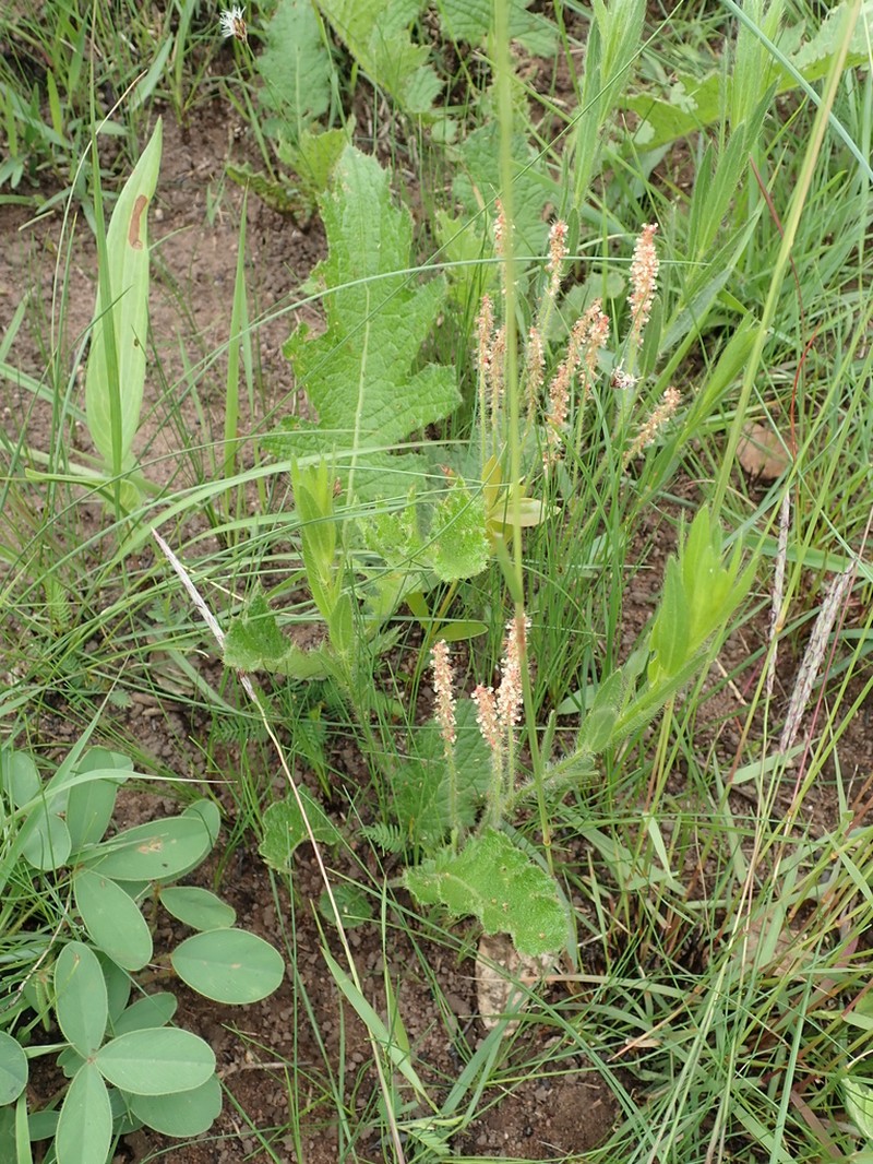 Acalypha glandulifolia photo 2