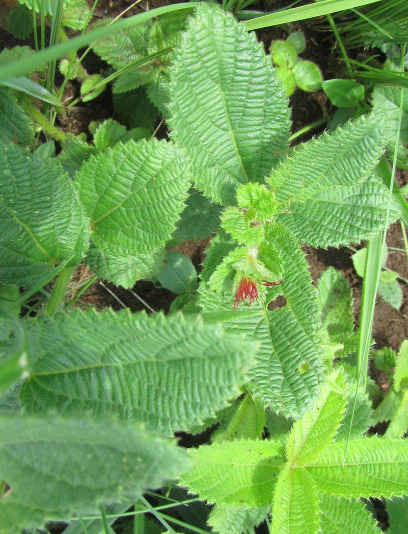 Acalypha glandulifolia photo 3