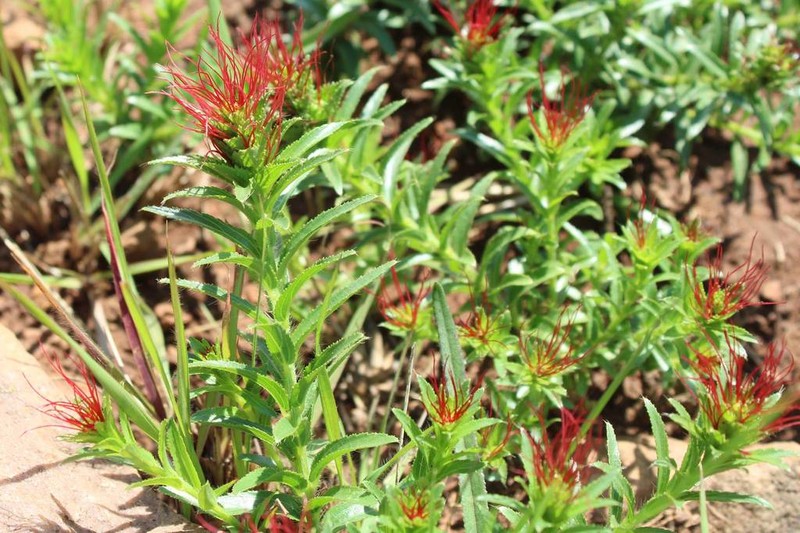 Acalypha glandulifolia photo 4