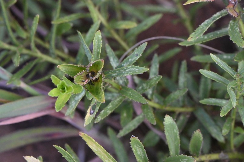 Acalypha glandulifolia photo 6