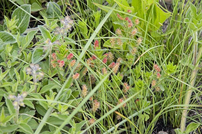 Acalypha glandulifolia photo 8