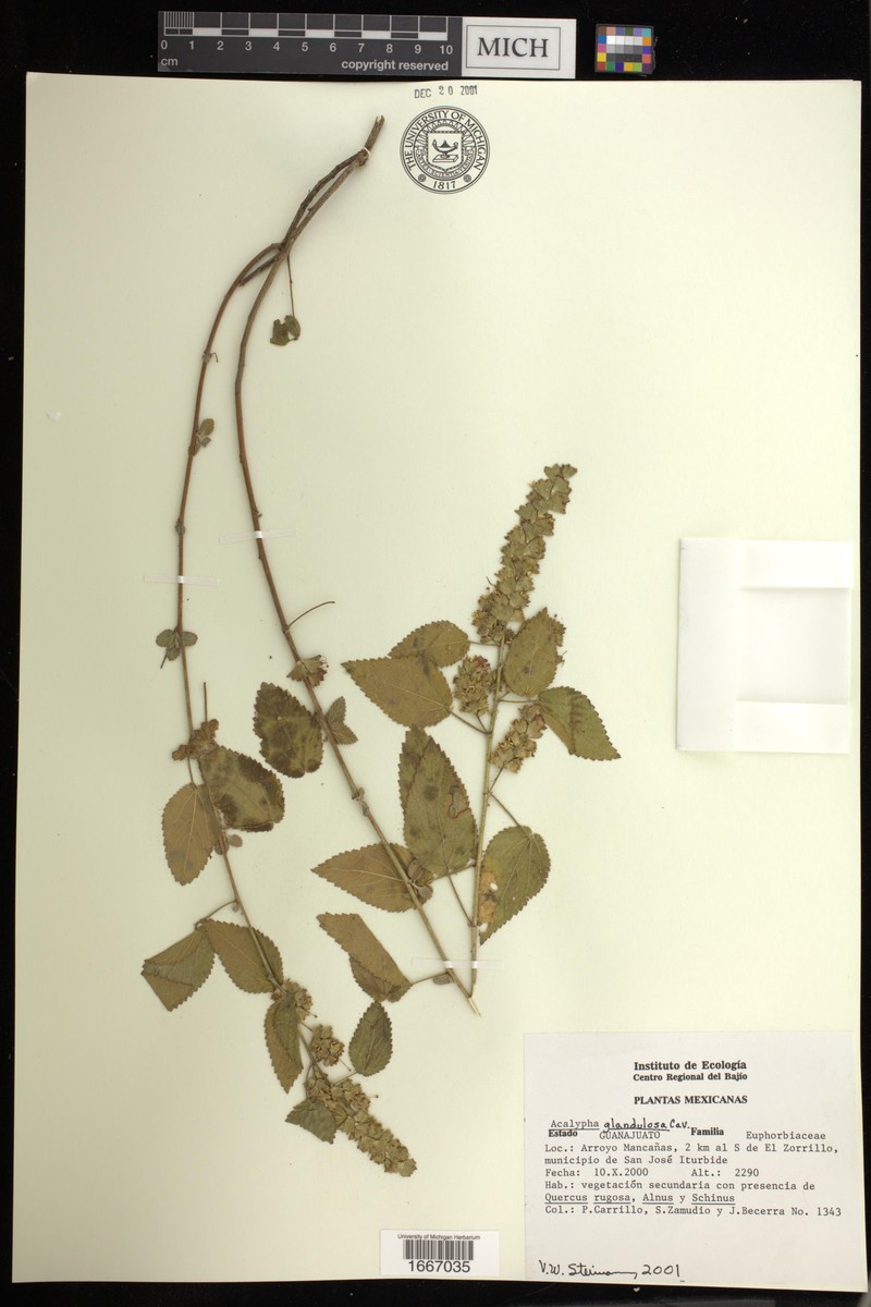 Acalypha glandulosa
