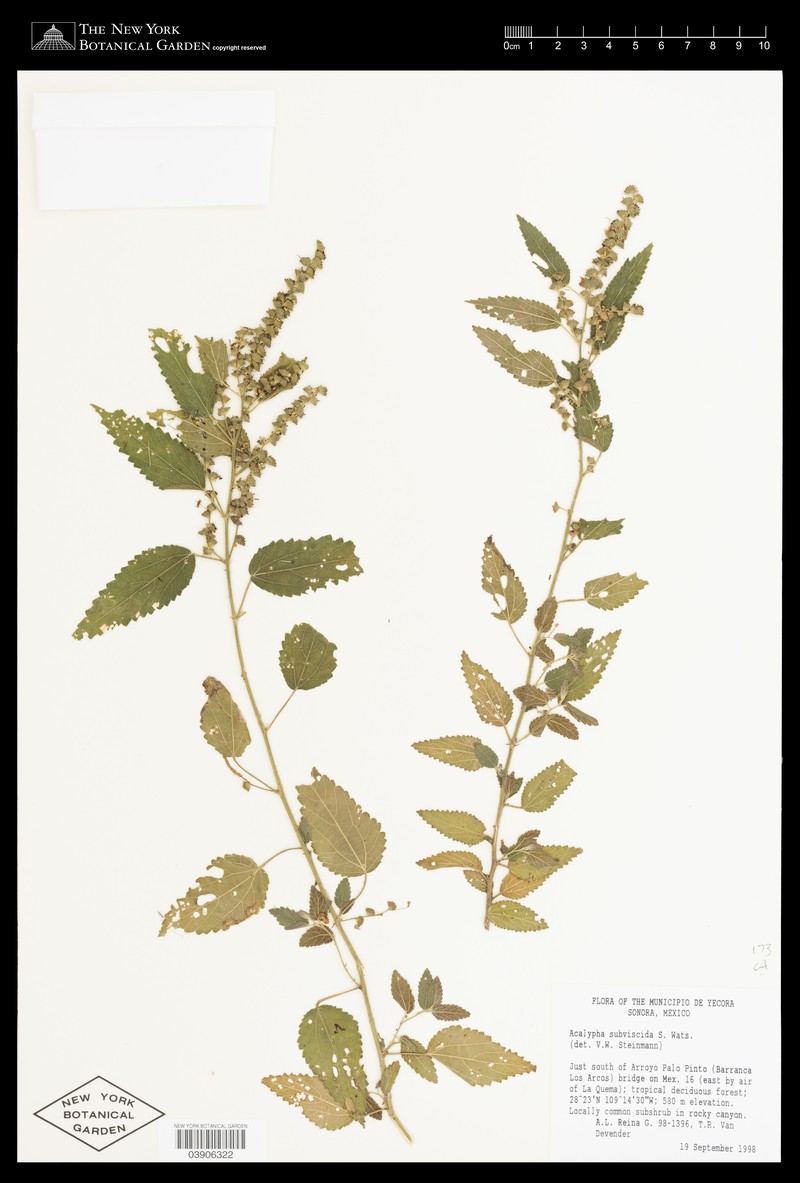 Acalypha glandulosa photo 2
